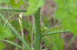 Texas bullnettle